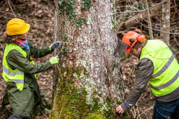 Best Tree and Shrub Care  in USA